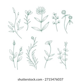 Hand drawn plants vector on white background