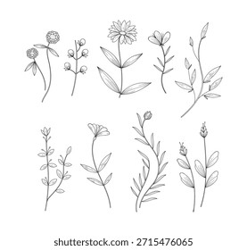 Plantas desenhadas à mão vetor sobre fundo branco