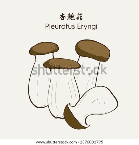Hand drawn Pleurotus Eryngi, Apricot mushroom, chicken mushroom 杏鲍菇. Hand drawn vector illustration in sketch style. EPS 10 商業照片 © 