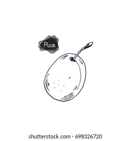 Hand drawn plum. Sketch style vector illustration.