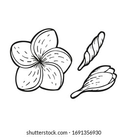 Hand drawn plumeria flower and buds, exotic tropical flowers. In doodle style, black outline isolated on white background. Element for card, poster, social media banner, sticker. Vector illustration.