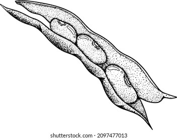 Hand drawn Pods and beans. Illustration in sketch style for your design