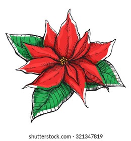 Hand drawn Poinsettia (Christmas Star). Christmas and holiday decor.
