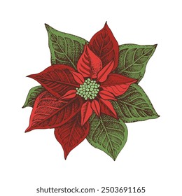 Hand drawn poinsettia flower vector