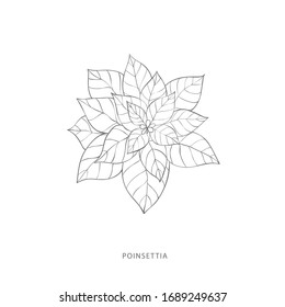 Elementos de design flower.Plant desenhados à mão. Logótipo botânico.
