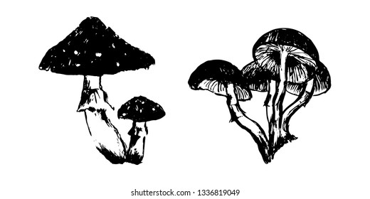 Hand drawn poisonous mushrooms sketch illustration. Vector black ink drawing isolated on white background. Grunge style.