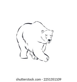 Hand drawn polar bear vector line sketch.