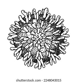 Hand drawn polio virus isolated on white background. Realistic detailed scientifical vector illustration in sketch stile
