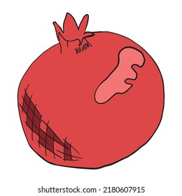 hand drawn pomegranate colorful vector illustration