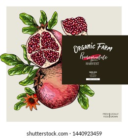 Hand drawn pomegranate composition. Vector engraved illustration. Juicy natural fruit. Food healthy ingredient. For cooking, cosmetic package design, medicinal herb, treating, healthcare
