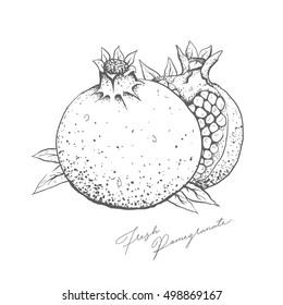 Hand drawn pomegranate. Fresh exotic fruit. Vector illustration