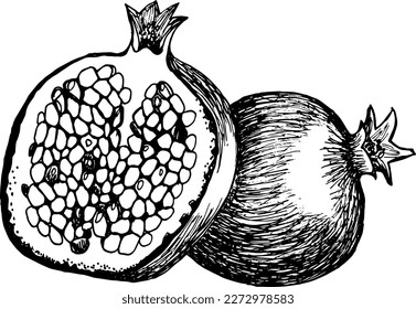 Hand drawn pomegranate fruit illustration. Whole and sliced fruit.  Botanical vintage sketch.
