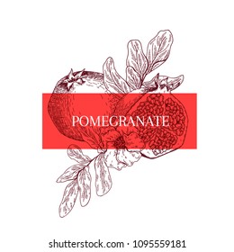 Hand drawn pomegranate, leaves and flower. Engraved vector banner. healing. Food ingredient, aromatherapy, cooking. For cosmetic package design, medicinal herb, treating, healt care.