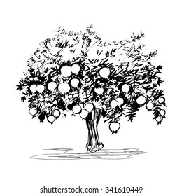 Hand drawn pomegranate tree on white background