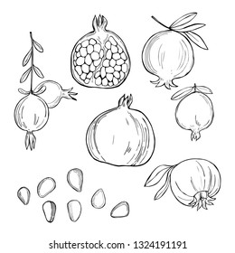 Hand drawn pomegranate.  Vector sketch  illustration.