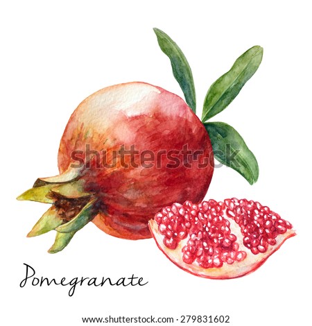 Hand Drawn Pomegranate, Watercolor Painting On White Background, Vector Illustration For Food Design.