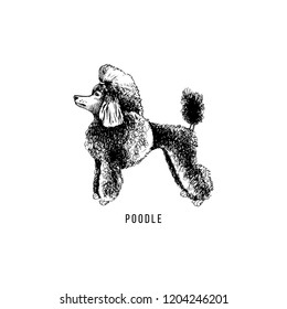 Hand drawn poodle. Vector illustration in retro style