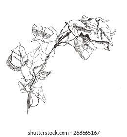 Hand drawn poplar branch. Isolated on a white background