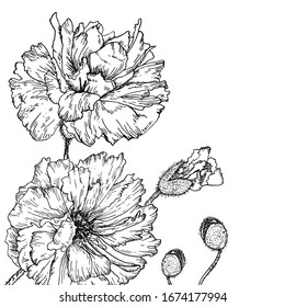 Hand drawn poppies background. Graphic, sketch drawing. Vintage poster. Vintage style. 