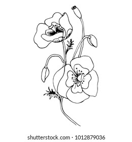 Hand drawn poppies. Black and white vector illustration. Graphic botanical drawing.