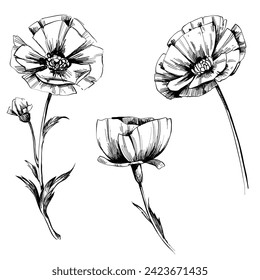 Hand drawn poppies black and white illustration vector detailed floral set