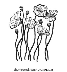 Hand drawn poppies flowers. 
Vector line art with poppies on white background. 