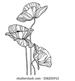 Hand drawn poppies isolated on white background vintage sketch line vector
