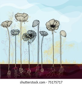 Hand drawn poppies with roots