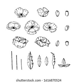 Hand drawn poppies. Set of elements