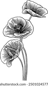 Hand drawn Poppies Sketch Illustration