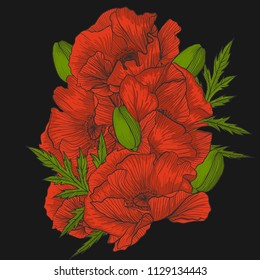Hand drawn poppies vector. Bright colored poppies - buds and leaf  on black background vector.