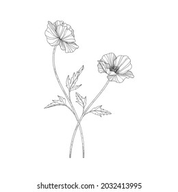 Hand drawn poppy floral illustration with line art on white backgrounds. Design decor for logo, card, save the date, greeting, wedding invitation cards, poster, banner.
