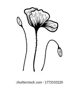 Hand drawn poppy flower on a white isolated background. It can be used for decoration of textile, paper and other surfaces.