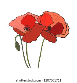 Hand drawn poppy flower, vector