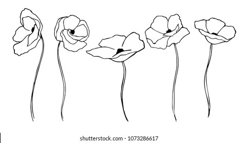 Hand drawn Poppy flowers