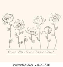 Hand drawn poppy flowers set. Poppies plant flower line art. Papaver rhoeas, Common poppy plant