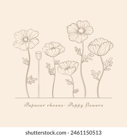 Hand drawn poppy flowers set. Vintage Poppies plant flower line art. Papaver rhoeas, Common poppy plant