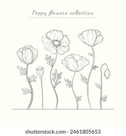 Hand drawn poppy flowers set. Poppies plant flower line art. Papaver rhoeas, Common poppy plant