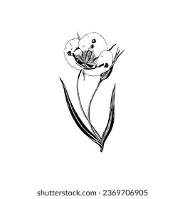 Hand drawn poppy illustration in engraving style. Tattoo