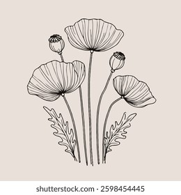 Hand drawn poppy sketch, anemone buds flower, leaf, set of spring flowers vector, illustration outline drawing, buttercup botanical black and white line art, lineart leaves and stems in engraving