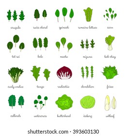 Hand drawn popular types of salad. Leafy greens vegetables. Dandelion, collards, iceberg, arugula, spinach, tango, radicchio, romaine lettuce, corn, frisee, mache, bok choy, mizuna, kale, watercress.