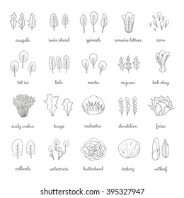 Hand drawn popular types of salad. Outline leafy greens vegetables. Dandelion, collards, iceberg, arugula, spinach, tango, radicchio, romaine lettuce, corn, frisee, mache, bok choy, kale, watercress.