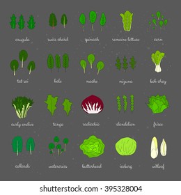 Hand drawn popular types of salad. Leafy greens vegetables. Dandelion, collards, iceberg, arugula, spinach, tango, radicchio, romaine lettuce, corn, frisee, mache, bok choy, mizuna, kale, watercress.