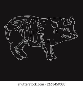 Hand drawn pork. Sketch vector illustration