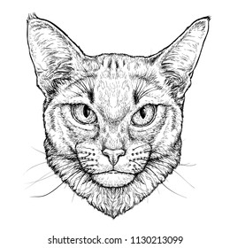 Hand drawn portrait of Abyssinian Cat.  Vector illustration isolated on white