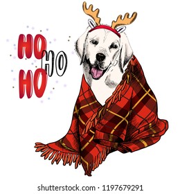 Hand drawn portrait of beagle dog wearing deer horn hat and plaid blanket. Vector Christmas poster. Xmas greeting card. Winter seasonal celebration. Colored new year pet portrait.