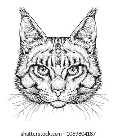 Hand drawn portrait of cute Cat . Vector illustration isolated on white