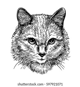 Hand drawn portrait of cute cat, sketch. Art vector illustration