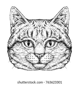 Hand drawn portrait of cute Cat . Vector illustration isolated on white