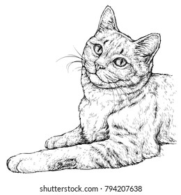 Hand drawn portrait of cute Cat. Vector illustration isolated on white